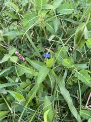 Persicaria longiseta