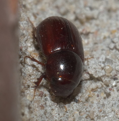 Aphodius
