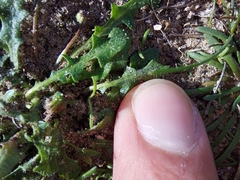 Cichorieae