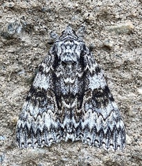 Catocala semirelicta