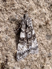 Catocala semirelicta