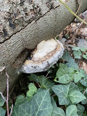 Fomes fomentarius