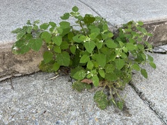 Solanum sarrachoides