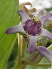 Dacus persicus
