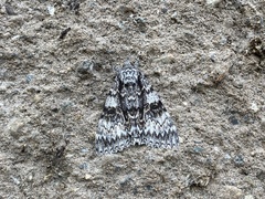 Catocala semirelicta