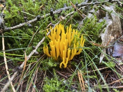 Calocera