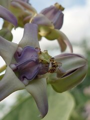 Dacus persicus
