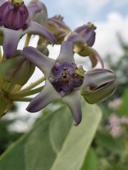 Dacus persicus