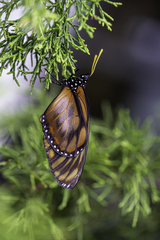 Lycorea ilione albescens