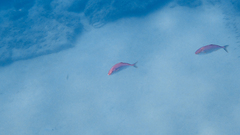 Seriola dumerili