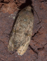 Cydia latiferreana