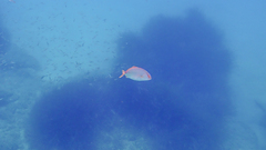 Seriola dumerili