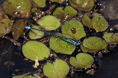 Austroagrion watsoni