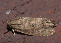 Cydia latiferreana