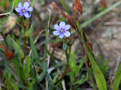 Aristea africana