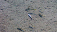 Mullus barbatus