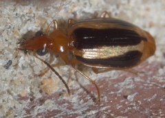 Lebia solea