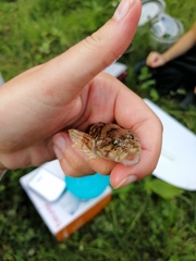 Cottus