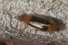 Lebia solea
