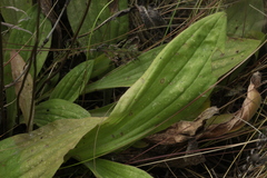 Plantago urvillei