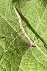 Clonopsis gallica