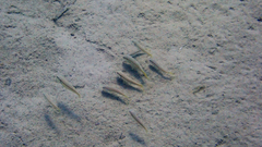 Mullus barbatus