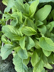Borago