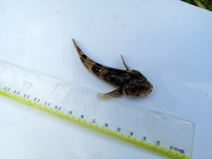 Cottus
