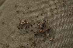 Plantago urvillei