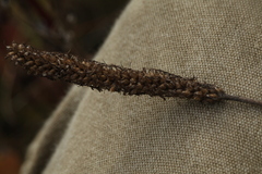 Plantago urvillei