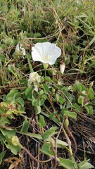 Ipomoea hartwegii