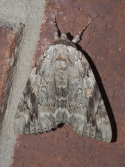Catocala maestosa