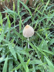 Conocybe