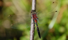 Leucorrhinia dubia