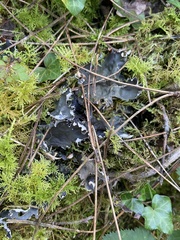 Peltigera