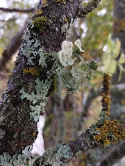 Ramalina sinensis