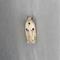 Scythropiodes issikii