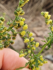 Artemisia annua