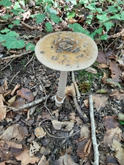 Amanita ceciliae
