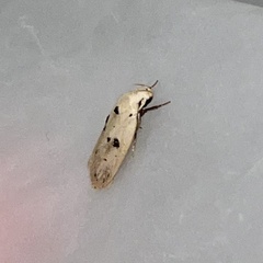 Scythropiodes issikii