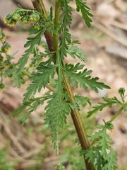 Artemisia annua