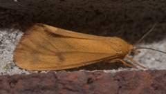 Virbia aurantiaca