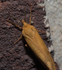 Virbia aurantiaca