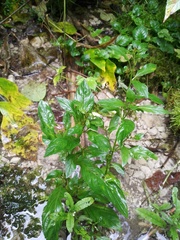 Scrophularia umbrosa