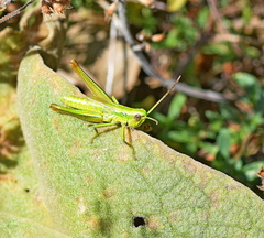 Euthystira brachyptera