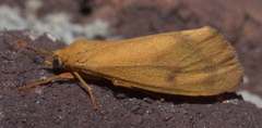 Virbia aurantiaca