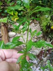 Scrophularia umbrosa