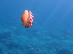 Cotylorhiza tuberculata