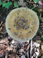 Amanita ceciliae