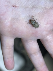 Naupactus